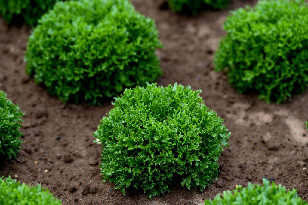 Close up image of a green plant growing in soil.