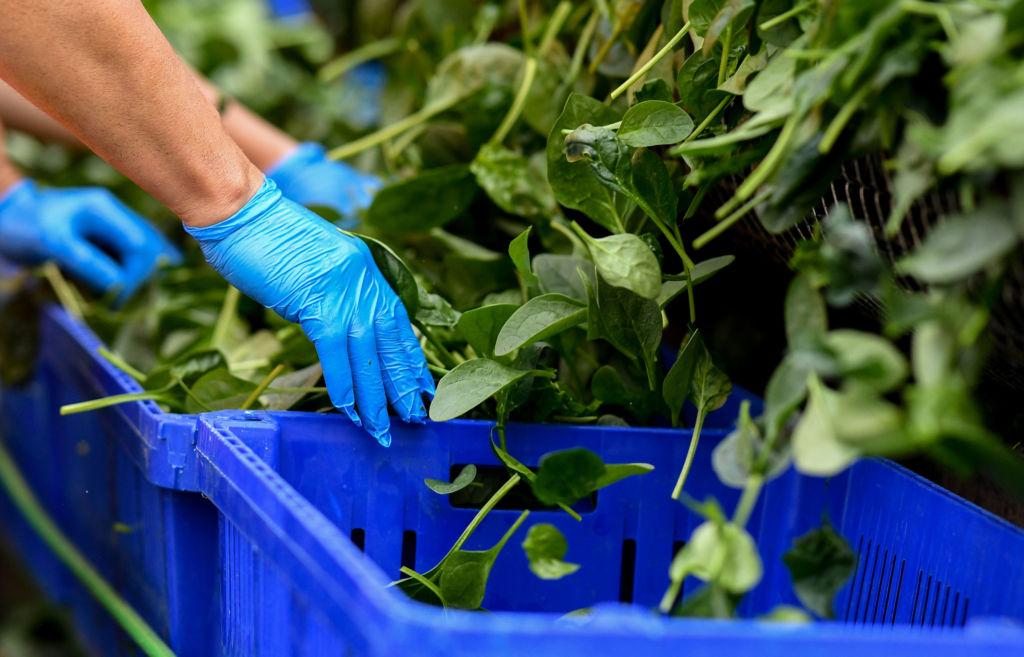 Worker using protective gloves sorting spinach into containers.