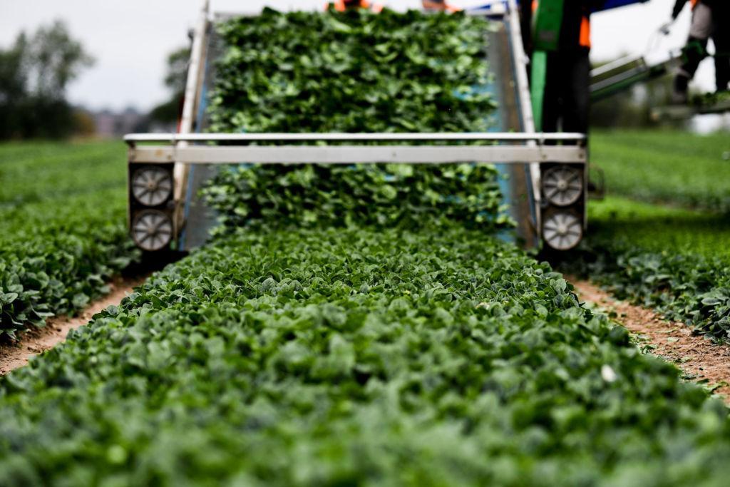 Green crops being harvested in a field.