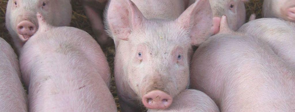 A close up of a group of young pigs.