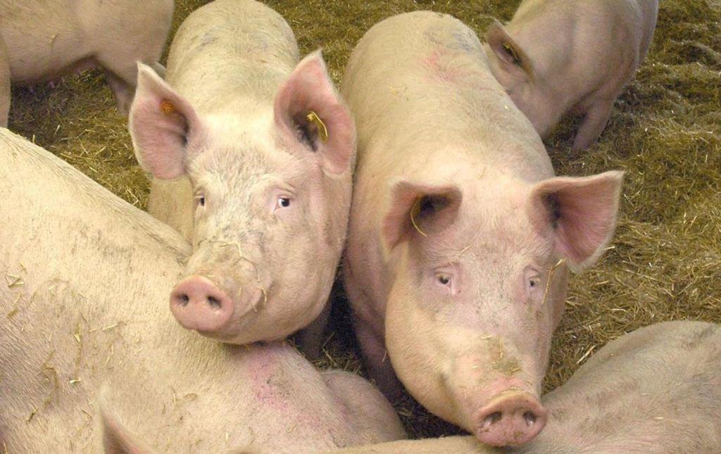A close up of a group of adult pigs.