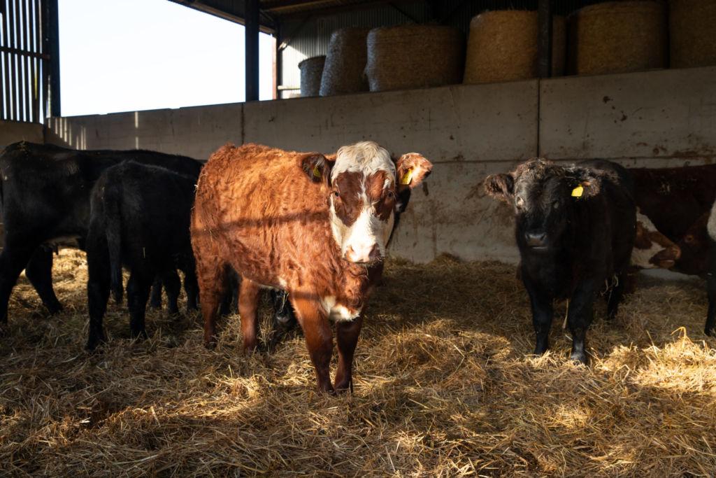 Cows in a cow shed looking toward camera.