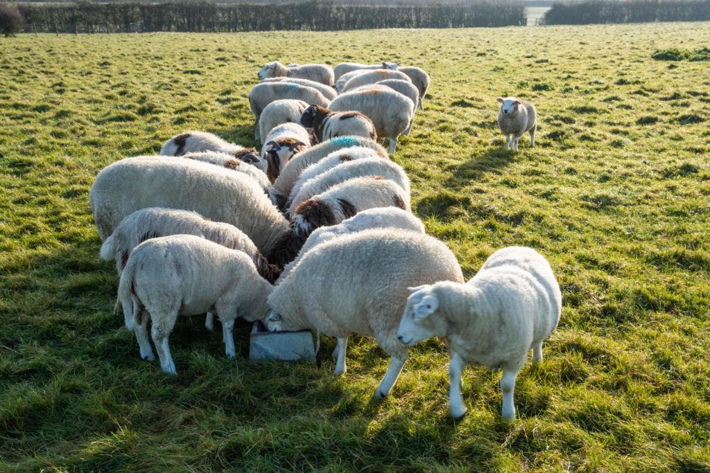 Sheep feeding at a metal feeder in a field of green grass.