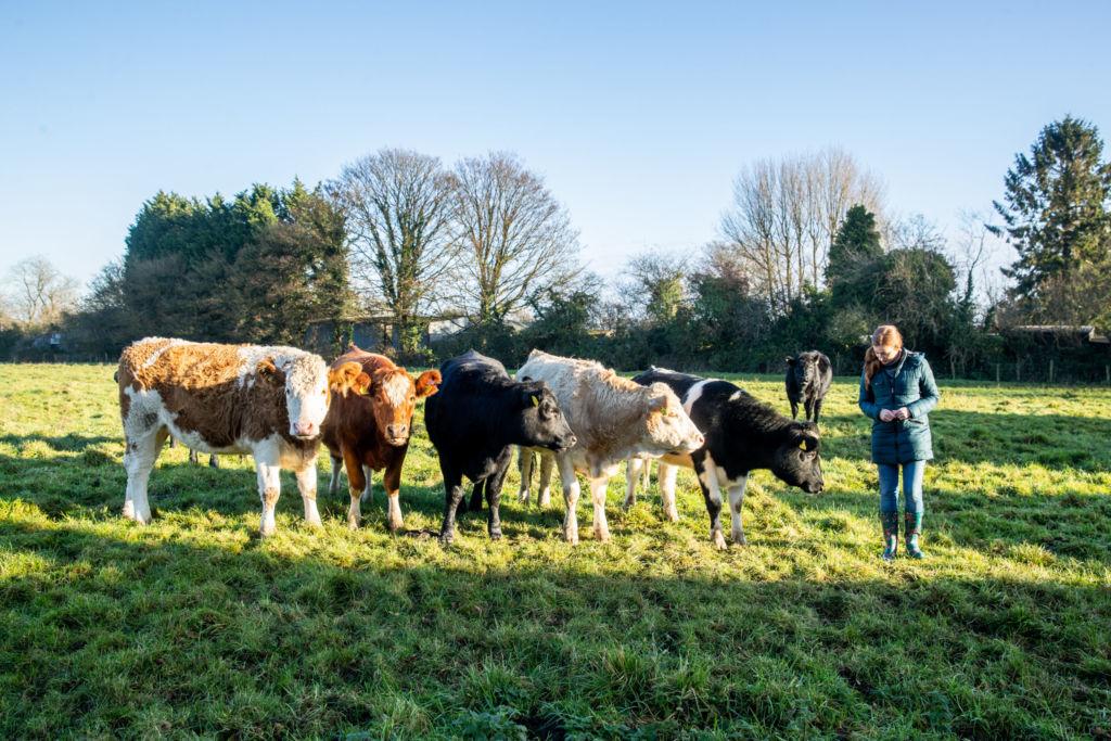 A woman standing in a field of grass with some cows.
