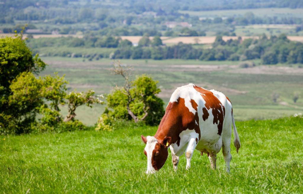 A white and brown cow eating grass in a field.