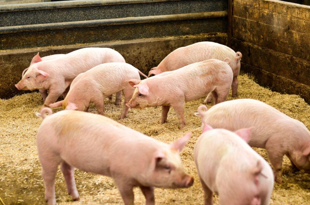 A group of young pigs in a shed.