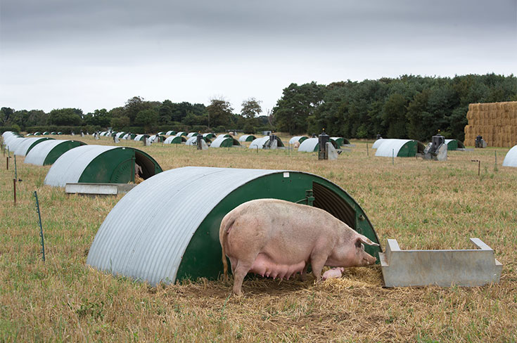 Red Tractor Facilitates Market Access to California for UK pig farmers