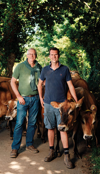 Jersey Dairy works with cows