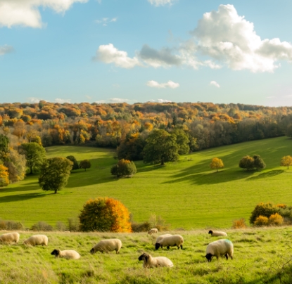 Sheep in a field