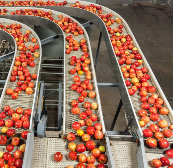 apple conveyor belt