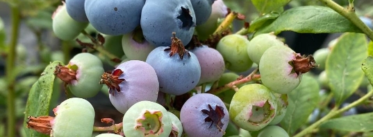 Mee blueberries