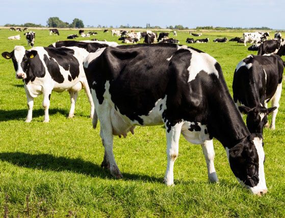 Cows in a field