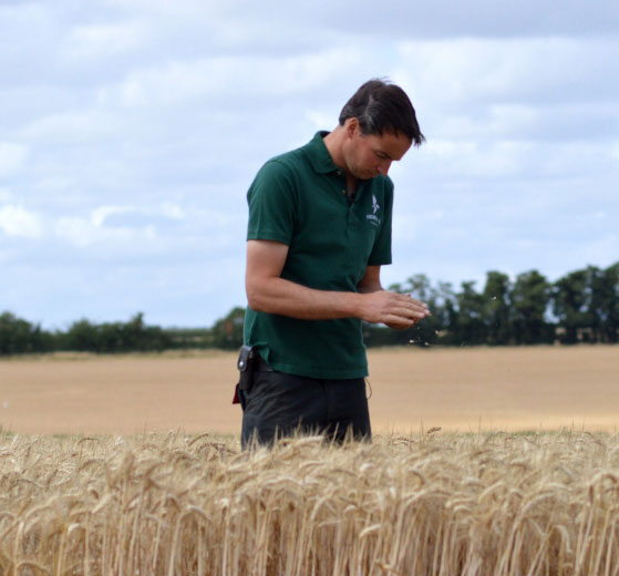 Man inspecting field