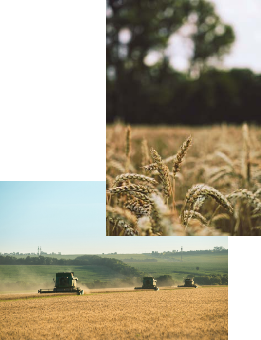 Wheat fields