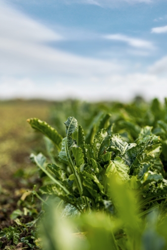 Lettuce field