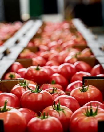 Boxes of tomatoes